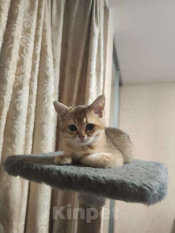Кошки в Балашихе:  Котята Шотландская золотая шиншилла Мальчик, 10 000 руб. - фото 1
