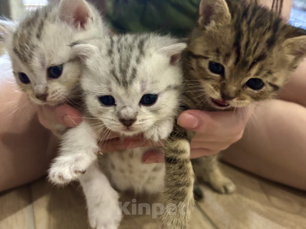 Кошки в Казани: Котята шотландские вислоухие Разнополые, 6 000 руб. - фото 1