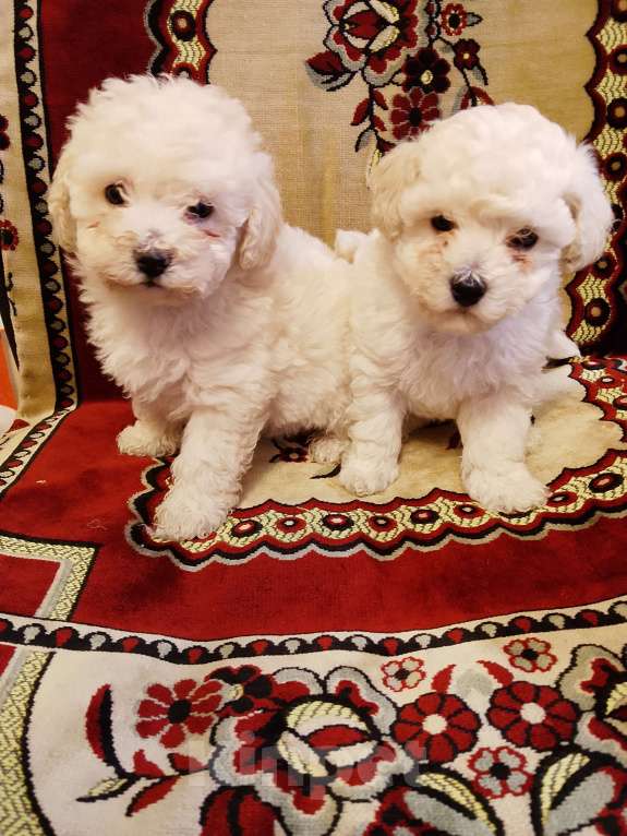 Собаки в других городах Самарской области: Той пудель Мальчик, 35 000 руб. - фото 1