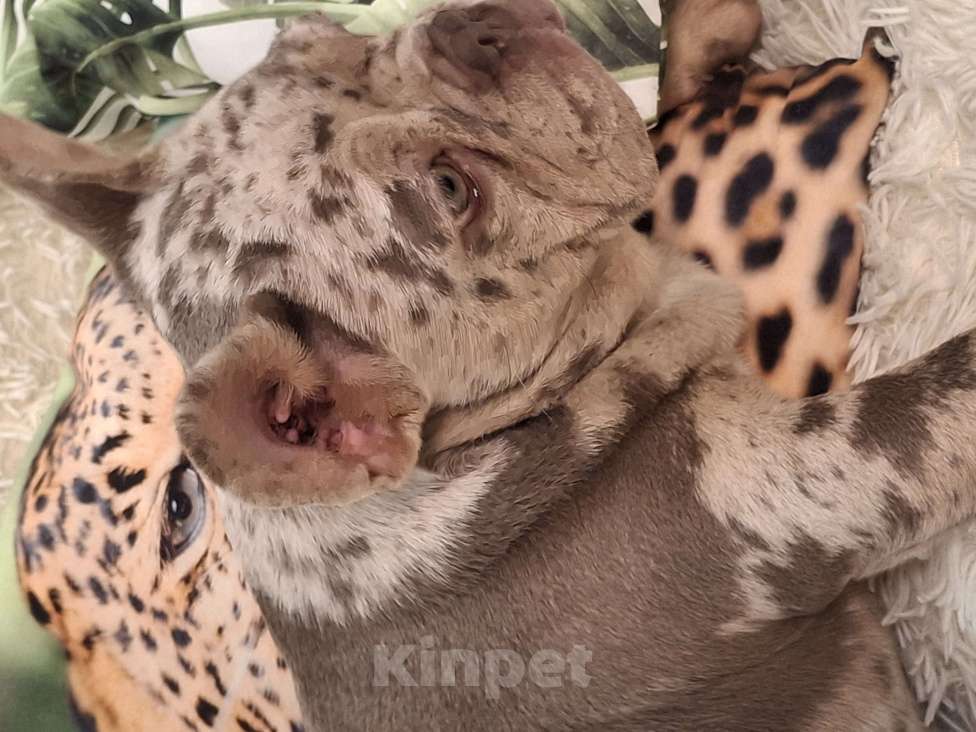 Собаки в Майкопе: Продаю чудесного щенка Девочка, Бесплатно - фото 6