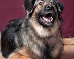 Собаки в Москве: Идеальный семейный пес Леон в добрые руки Мальчик, Бесплатно - фото 5