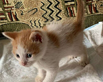 Кошки в Москве: Крохотный котенок ищет семью Мальчик, Бесплатно - фото 6