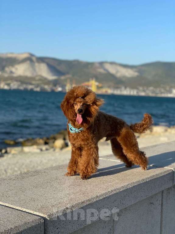 Собаки в Санкт-Петербурге: Шикарный мальчик той пуделя ред броун  Мальчик, Бесплатно - фото 7