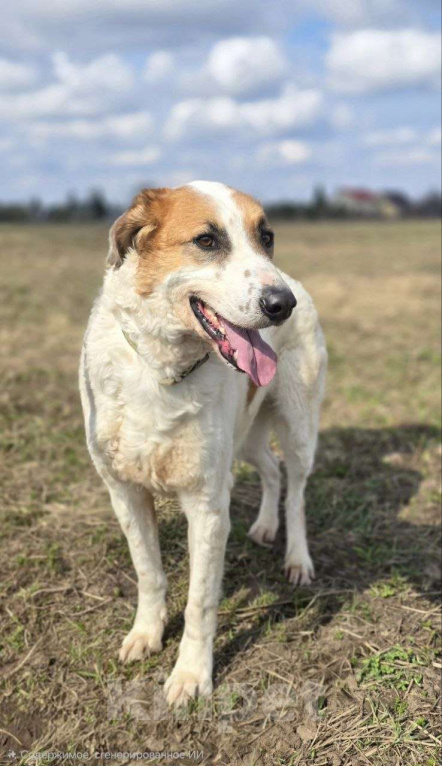 Собаки в Королеве: Ищет дом красавец Друлл! Мальчик, Бесплатно - фото 10