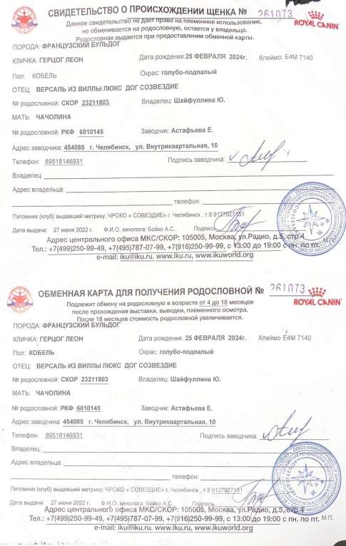 Собаки в Лянторе: Щенок французского бульдога Девочка, 60 000 руб. - фото 8