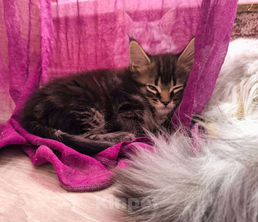 Кошки в других городах Тверской области: Котята Мейкун Мальчик, 17 000 руб. - фото 7