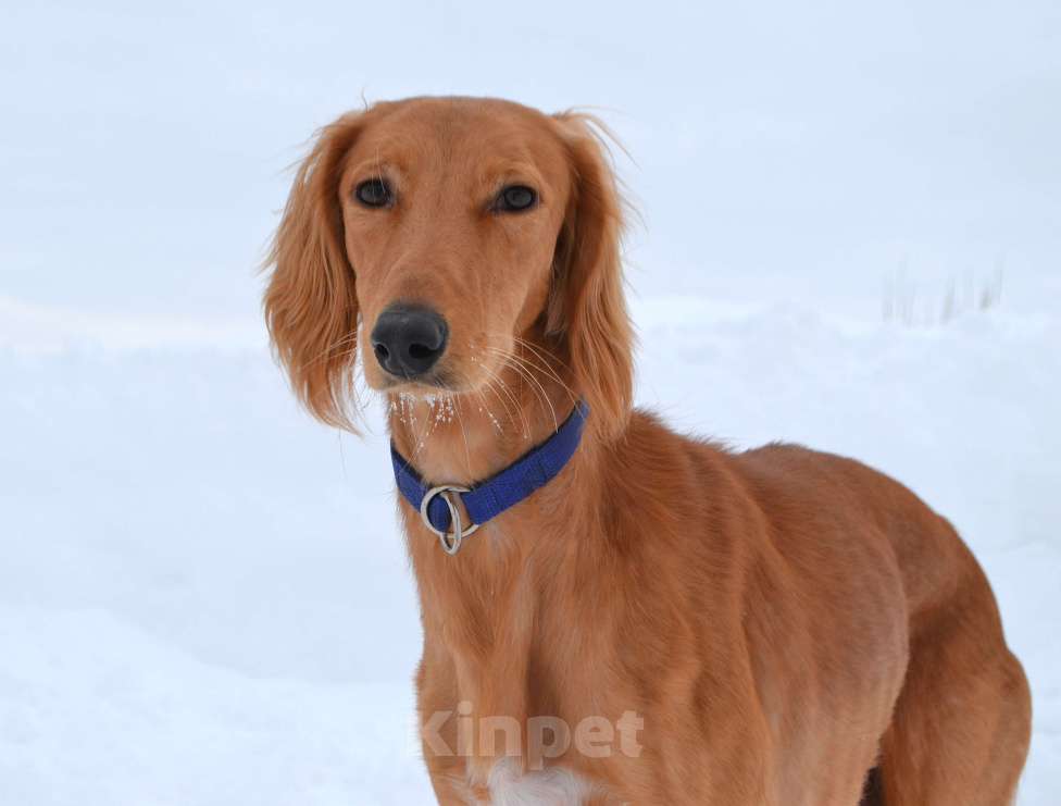 Собаки в Глазове: ADDIL ASSAD Мальчик, Бесплатно - фото 4