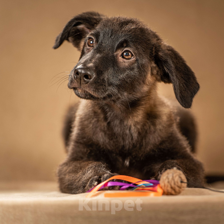 Собаки в Клине: Нэйт — чуткий пёсик Мальчик, Бесплатно - фото 4