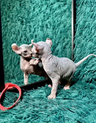 Кошки в Краснодаре:  сногшибательная девочка Эльфийка Девочка, 20 000 руб. - фото 2