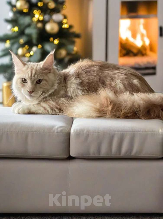 Кошки в Москве: КОТЕНОК МЕЙН-КУН Мальчик, 70 000 руб. - фото 4