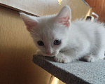 Кошки в Москве: Белый котенок Мальчик, 1 руб. - фото 7