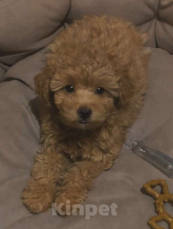 Собаки в Москве: Продажа великолепной собаки Девочка, 55 000 руб. - фото 2