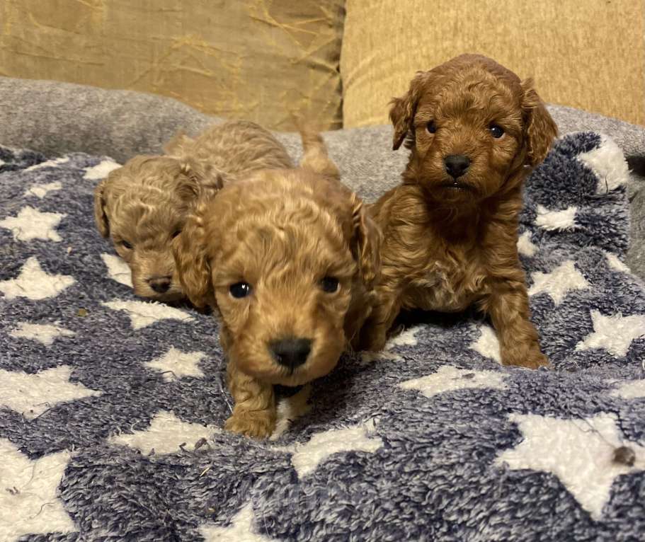 Собаки в Санкт-Петербурге: Шикарный мальчик той пудель ред броун Мальчик, Бесплатно - фото 7