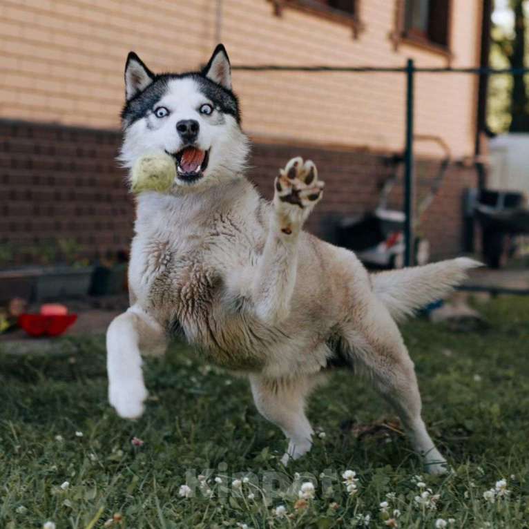 Собаки в Москве: Вольта бросили хозяева Мальчик, Бесплатно - фото 4