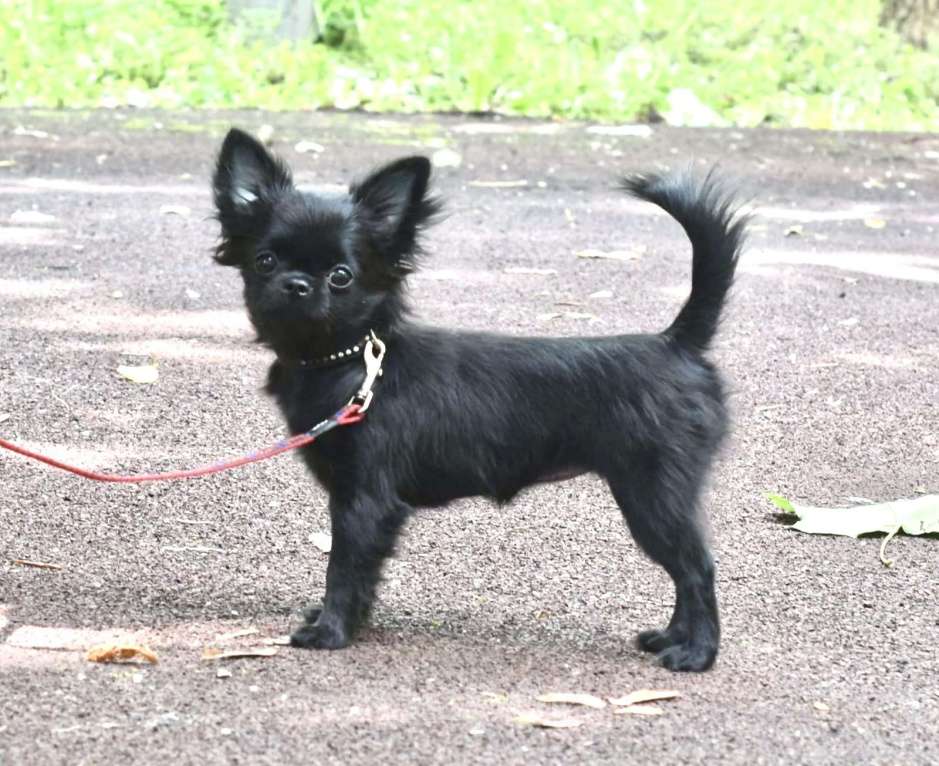 Собаки в Москве: Черная красавица чихуахуа Девочка, Бесплатно - фото 2