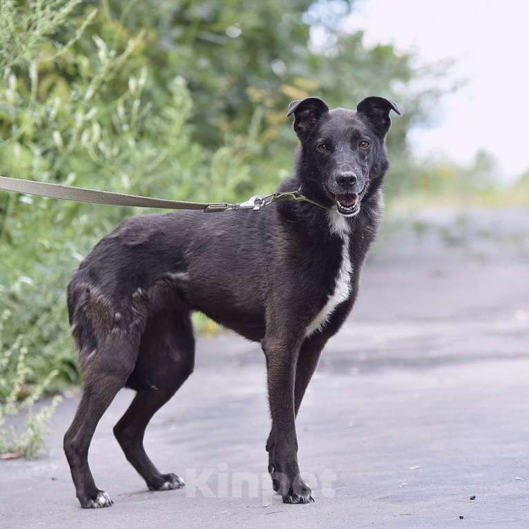 Собаки в Москве: Берта Девочка, Бесплатно - фото 3