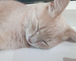 Кошки в Краснодаре: Потерялся кот Мальчик, Бесплатно - фото 2