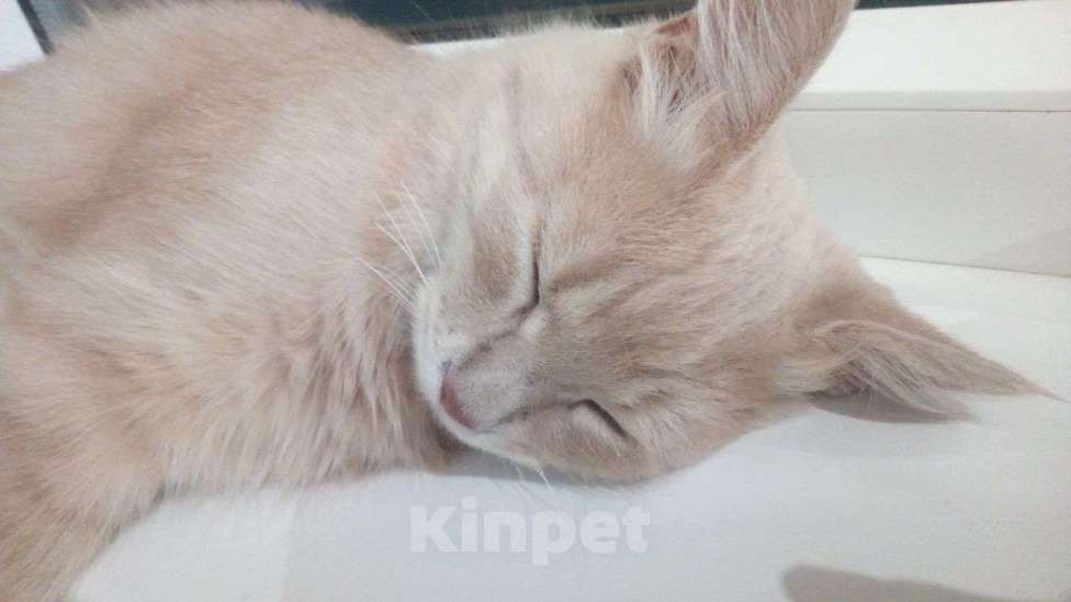 Кошки в Краснодаре: Потерялся кот Мальчик, Бесплатно - фото 2