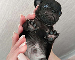 Собаки в Новосибирске: Щенок мопса Мальчик, 25 000 руб. - фото 3