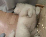 Собаки в Новосибирске: Продам малышку самоедку Девочка, 20 000 руб. - фото 4