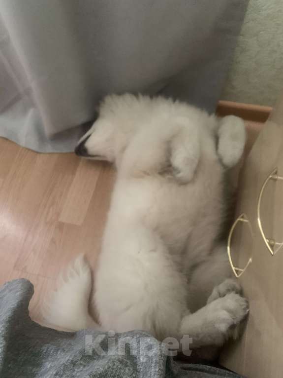 Собаки в Новосибирске: Продам малышку самоедку Девочка, 20 000 руб. - фото 4