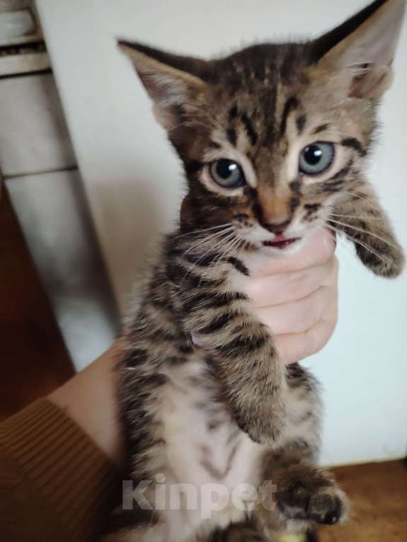 Кошки в Белгороде: Милые котята ищут хозяина Разнополые, 200 руб. - фото 5