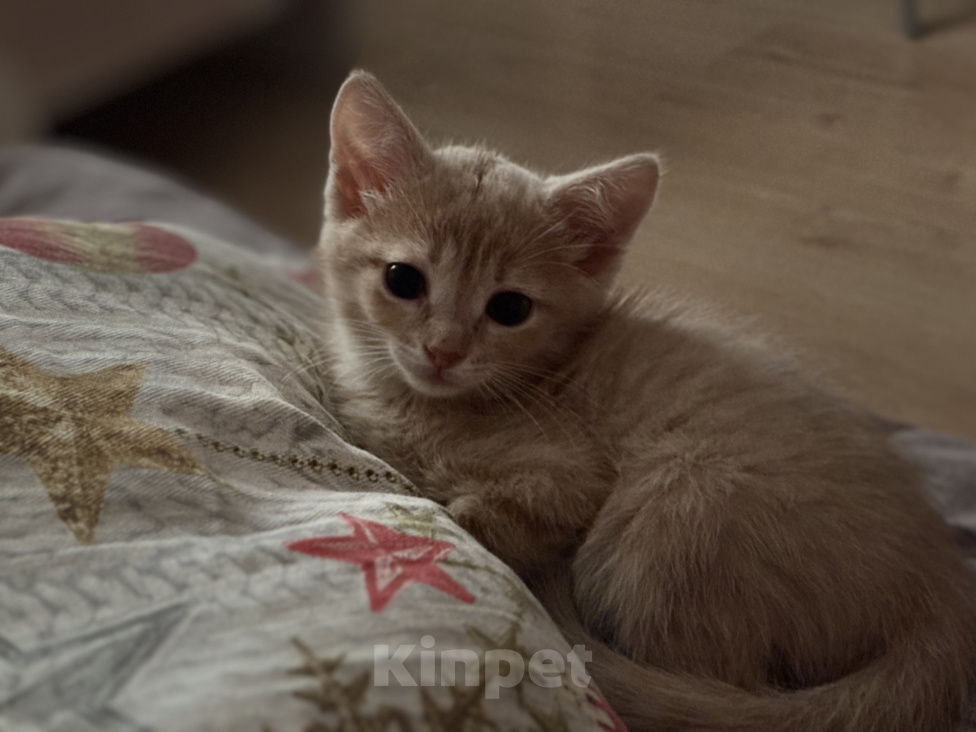 Кошки в Томске: Отдам котенка в добрые руки Мальчик, Бесплатно - фото 1