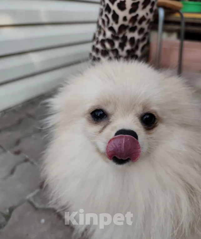 Собаки в Самаре: Щенки шпица мальчики Мальчик, 30 000 руб. - фото 3