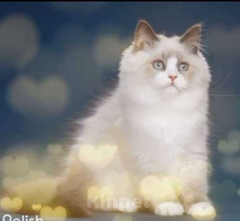 Кошки в Москве: Сибирские(Невские маскарадные) котята Девочка, 70 000 руб. - фото 1