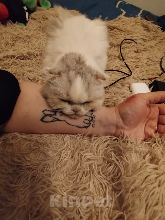 Кошки в Екатеринбурге: Кошка в добрые руки Девочка, Бесплатно - фото 3