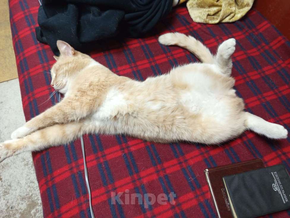 Кошки в Череповце: Найдена кошка, рыжая крупная Девочка, Бесплатно - фото 5