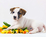 Собаки в Красногорске: Милый щенок Джек Рассел терьер Девочка, 40 000 руб. - фото 4