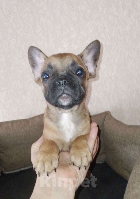 Собаки в Самаре: Девочки - француженки Девочка, 25 000 руб. - фото 2