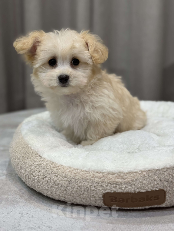 Собаки в Москве: Мальтипу девочка Девочка, Бесплатно - фото 5