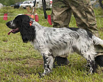 Собаки в Нижнем Новгороде: Щенок русского охотничьего спаниеля. Девочка, 25 000 руб. - фото 5