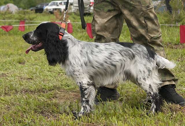 Собаки в Нижнем Новгороде: Щенок русского охотничьего спаниеля. Девочка, 25 000 руб. - фото 5