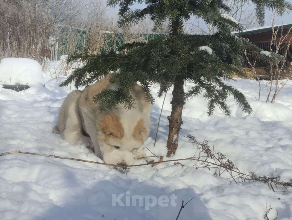 Собаки в Пскове: Среднеазиатская овчарка щенок алабай Девочка, 45 000 руб. - фото 7