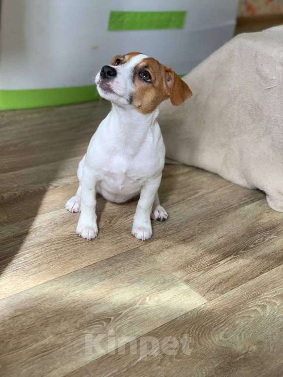 Собаки в Москве: Джек рассел терьер щенок девочка Девочка, 55 000 руб. - фото 2