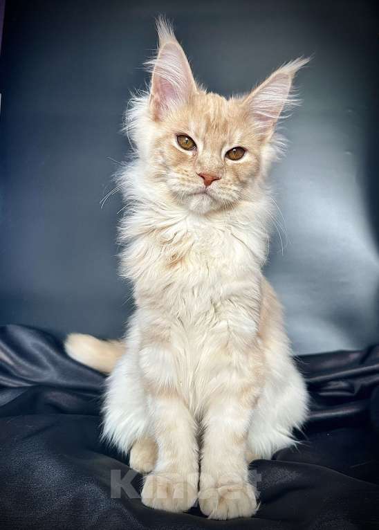 Кошки в Санкт-Петербурге: Мейн-кун котенок из питомника Мальчик, 60 000 руб. - фото 5