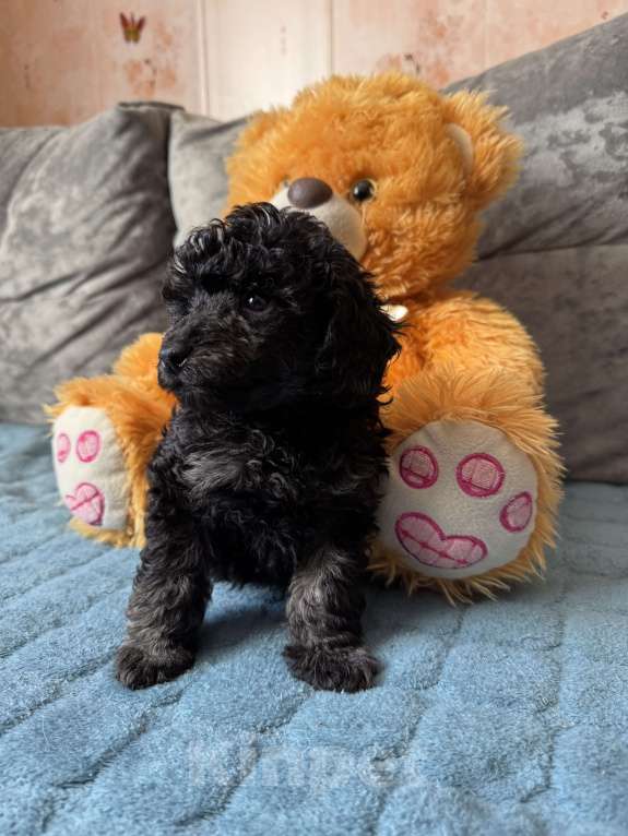 Собаки в Санкт-Петербурге: Той пудель мальчик Мальчик, 70 000 руб. - фото 4