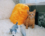 Кошки в Санкт-Петербурге: Рыжий чудо, мальчик 1,5 мес в поисках любимого и любящего человека Мальчик, 200 руб. - фото 3