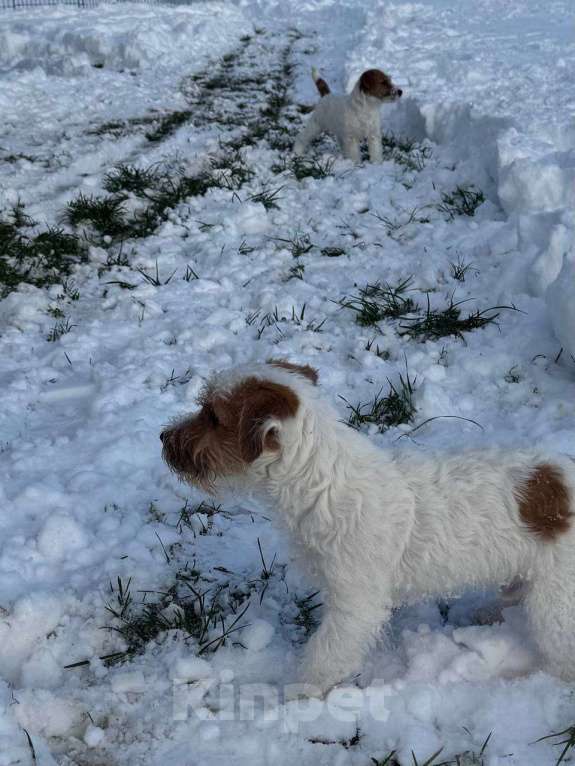 Собаки в Санкт-Петербурге: Марекс Солар Марио Мальчик, 80 000 руб. - фото 1