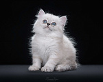 Кошки в Москве: Менуэт котенок Мальчик, 60 000 руб. - фото 3