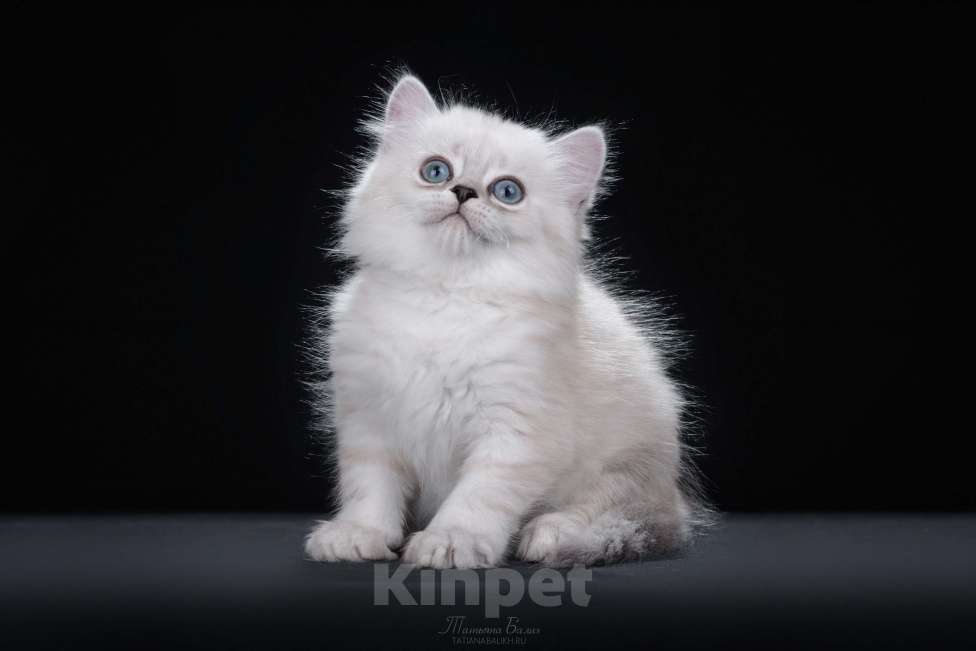 Кошки в Москве: Менуэт котенок Мальчик, 60 000 руб. - фото 3