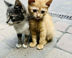 Кошки в Геленджике: Котёнок в добрые руки  Девочка, 100 руб. - фото 2