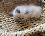 Кошки в Краснодаре: Игривый забияка Мальчик, Бесплатно - фото 2