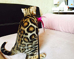 Кошки в Ноябрьске: Шикарные минилеопардики, 70 000 руб. - фото 2