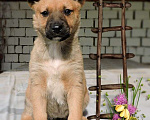 Собаки в Москве: Щенки метисы бельгийской овчарки в дар, Бесплатно - фото 2