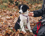 Собаки в Москве: Бомсу - мальчик, 2 месяца, ищет дом  Мальчик, Бесплатно - фото 5