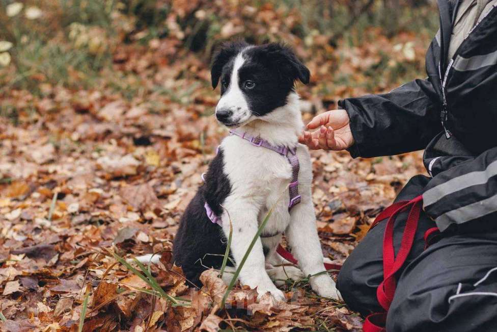 Собаки в Москве: Бомсу - мальчик, 2 месяца, ищет дом  Мальчик, Бесплатно - фото 5